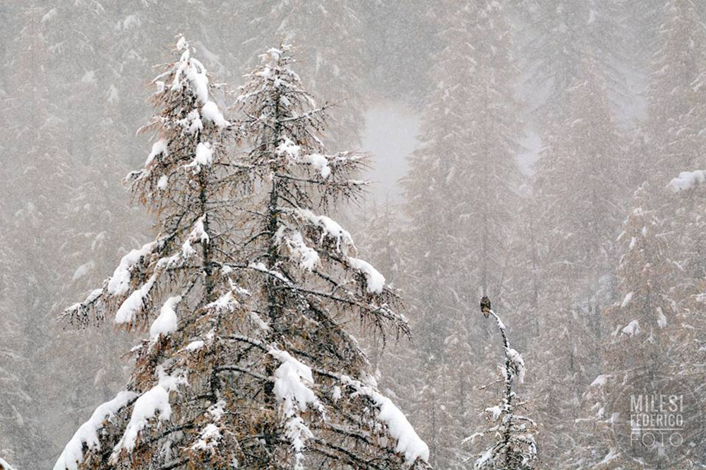 Larice sotto un nevicata autunnale (Federico Milesi)